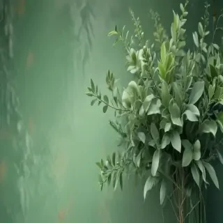 sage green aesthetic background