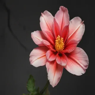 flores png
