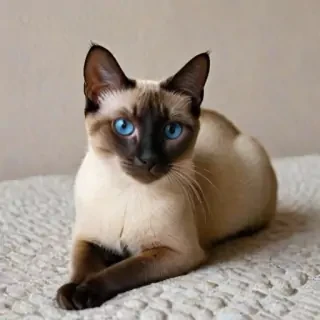 thai old style siamese cat breed
