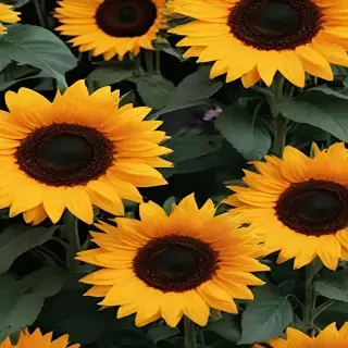 aesthetic sunflower background