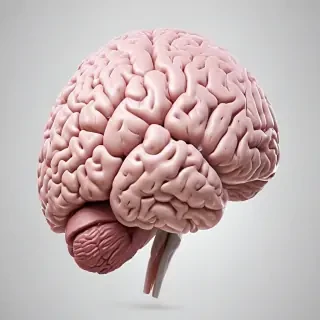 brain transparent background
