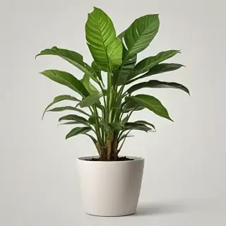 house plant png
