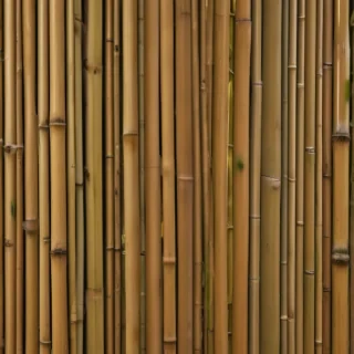 bamboo background