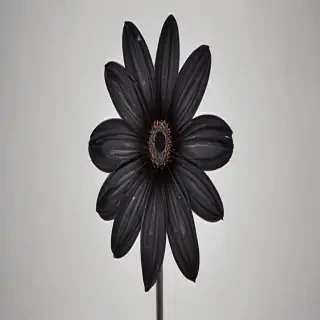 black flower png
