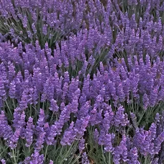 lavender phone background