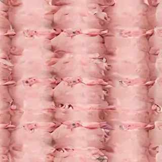 pig background