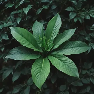 plant iphone wallpaper