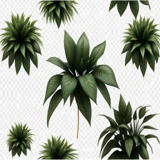 plants transparent background