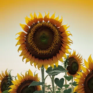 sunflower background aesthetic