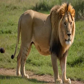 transparent lion