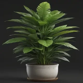 indoor plant png