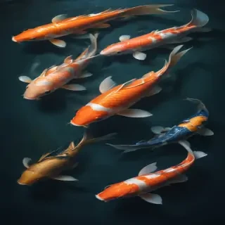 koi fish png