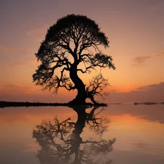 tree silhouette png