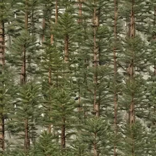 pine trees transparent background