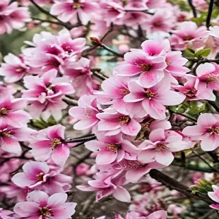 spring wallpaper iphone