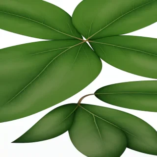 leaves png transparent