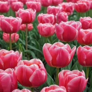 tulip iphone wallpaper