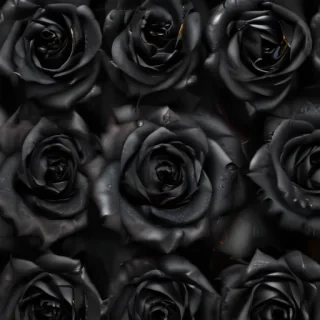 black roses background