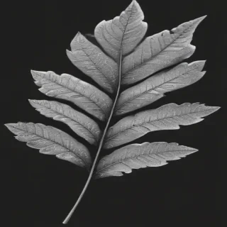 leaf clip art black and white