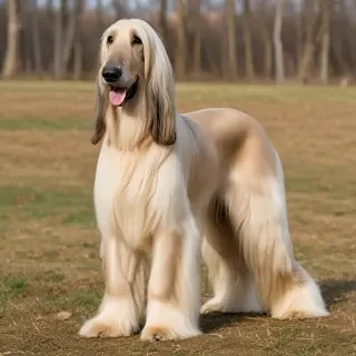 afghan hound dog breed