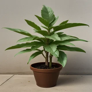 tobacco plant