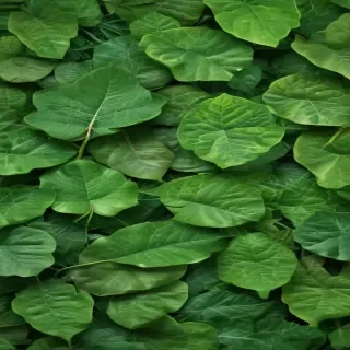 green leaf background