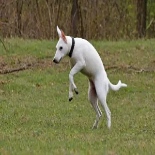 boing boing
