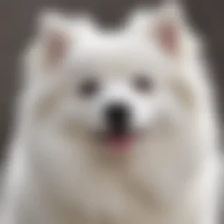 japanese spitz dog breed