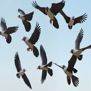 flying birds png