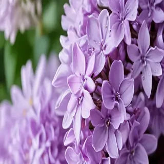 lilac iphone wallpaper