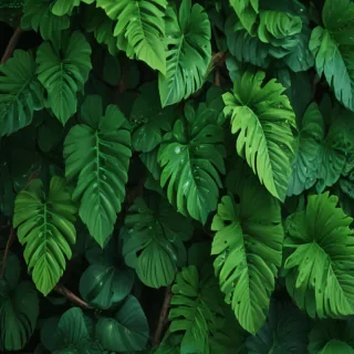 aesthetic wallpapers green