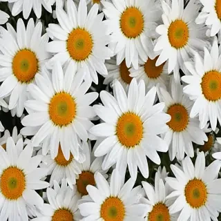 iphone daisy wallpaper