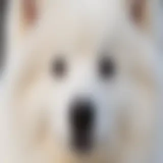 samoyed dog