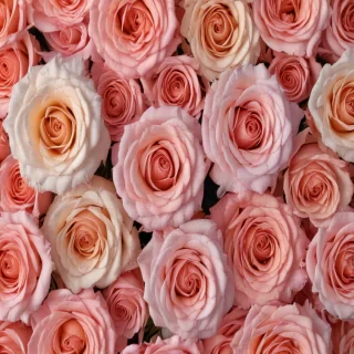 roses background aesthetic