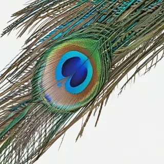 peacock feather png