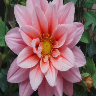 flower drawing aesthetic