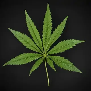 marijuana leaf