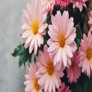 phone backgrounds flowers