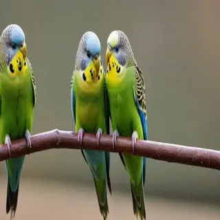 budgies