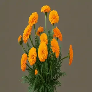 marigold png