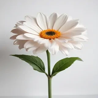 flower white bg