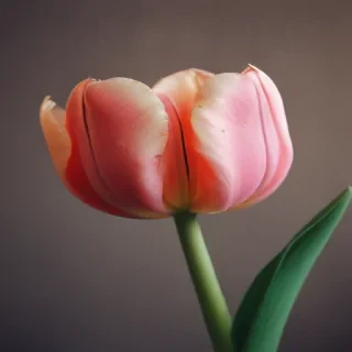tulip iphone wallpaper