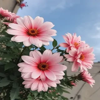flower aesthetic