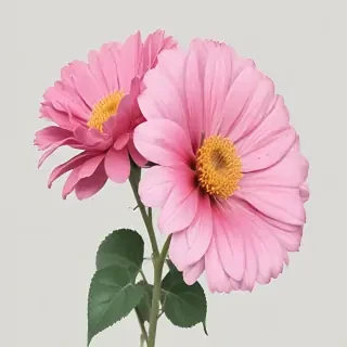 aesthetic flower png