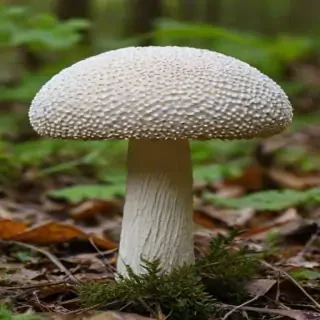 puffball mushroom