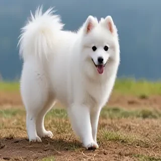 japanese spitz dog breed