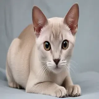brazilian shorthair breed