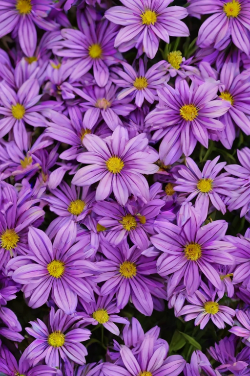 purple flowers background
