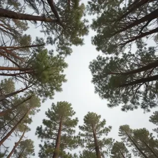 pine trees transparent background