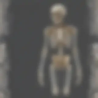 skeleton transparent